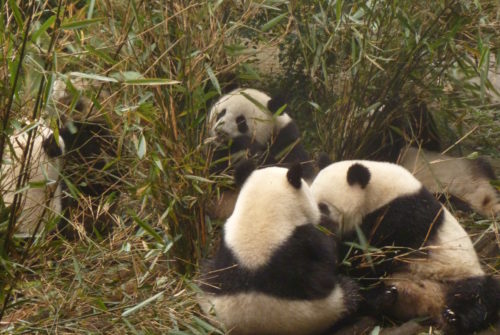 Eindrücke aus Chengdu