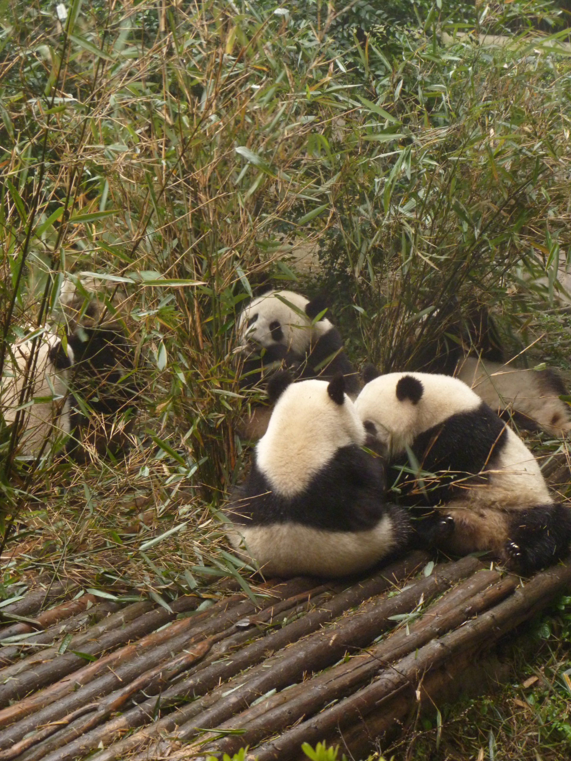 You are currently viewing Eindrücke aus Chengdu