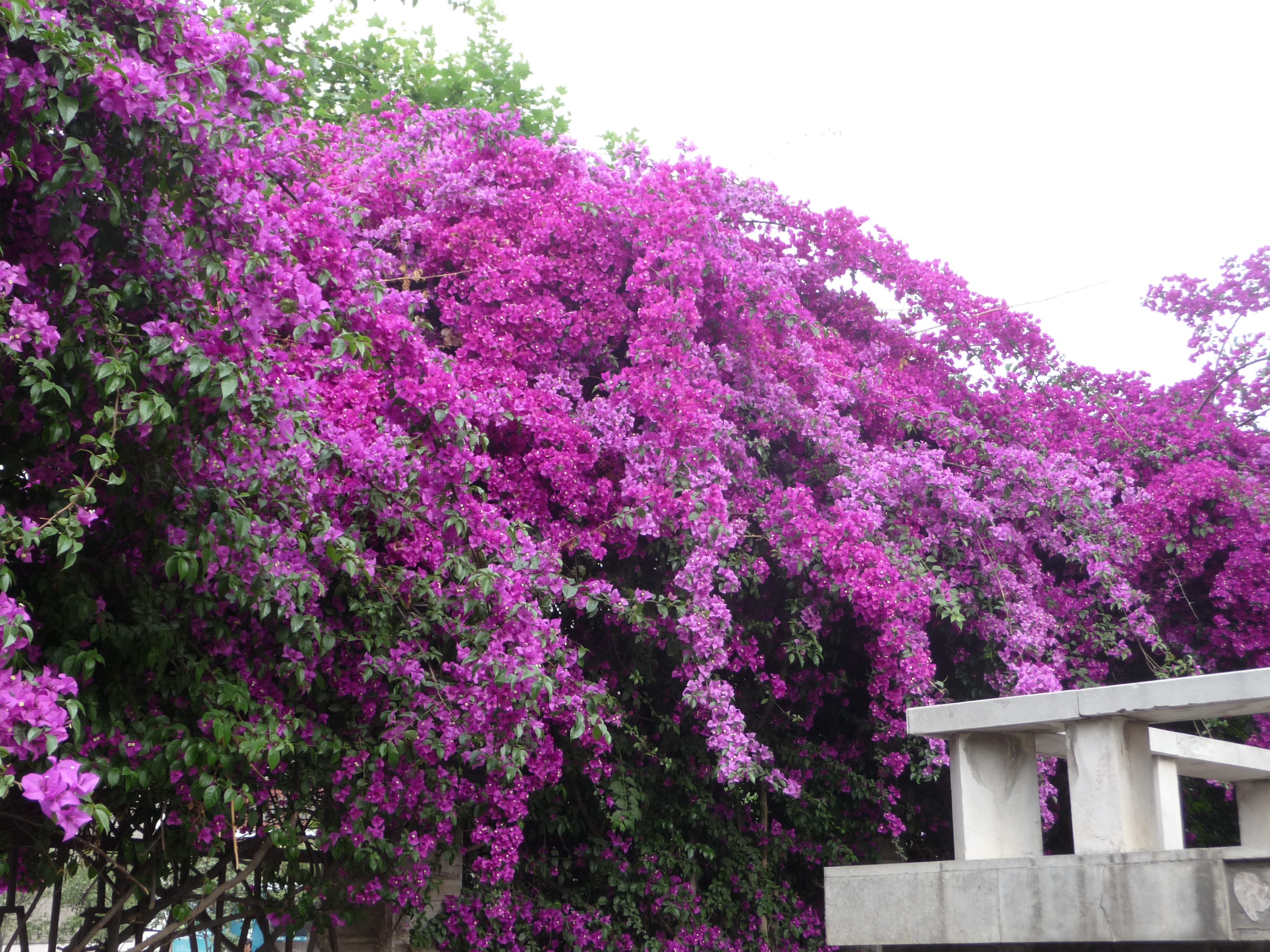 kunming bougainville